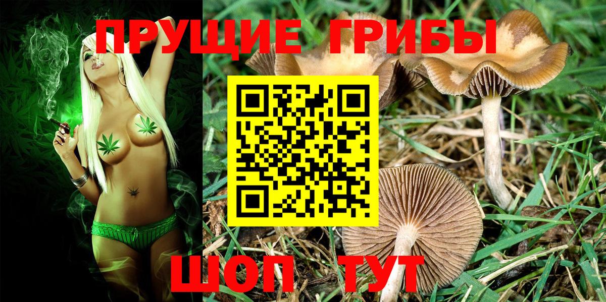 Псилоцибиновые грибы GOLDEN TEACHER Гулькевичи